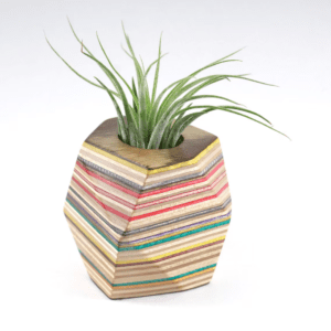 small colorfully striped wooden planter with air plant