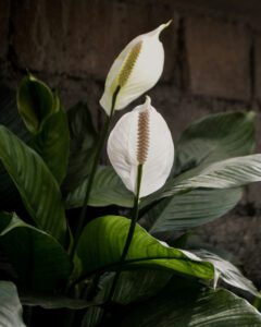 eco-friendly mother's day gift peace lily