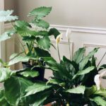 Two large peace lily plants in front of white wainscoting