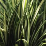 close up detail of a snake plant - a plant with benefits for health