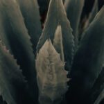 detail image of aloe vera plant