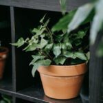 small ivy plant in terracotta plant on black shelf
