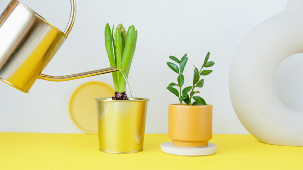two small plants on yellow table being watered from gold watering can