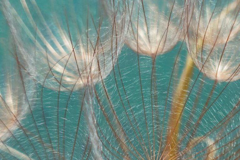 image of dried dandelion against teal blue background