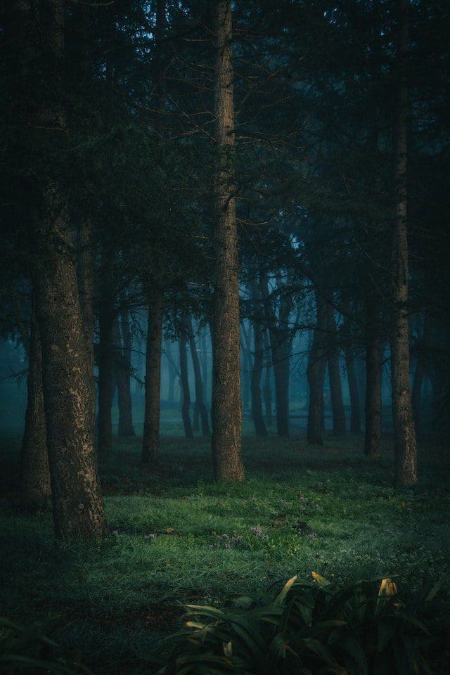 dark forest with green grass and blue sky