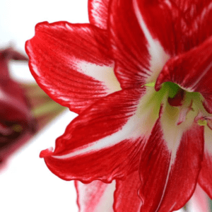 close up of red and white amaryllis bloom