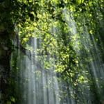 light filtering through trees in a forest